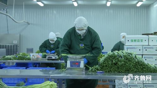 濰坊農產品加工企業順利復工 優質蒜薹直供海外